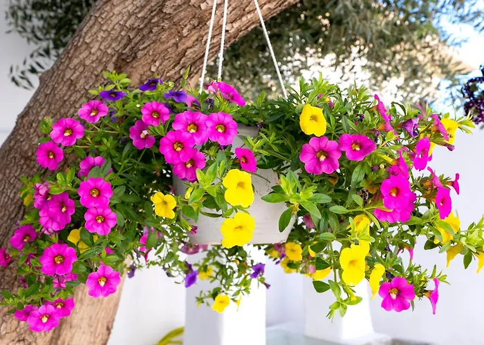 Apartament Del Capo *