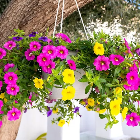 Apartmán Del Capo *